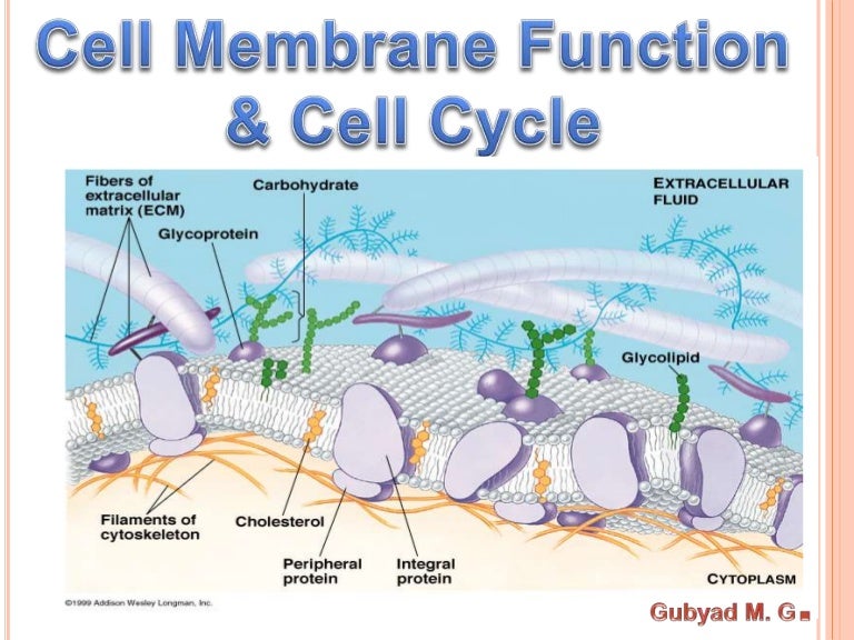 Cell membrane function and cell cycle