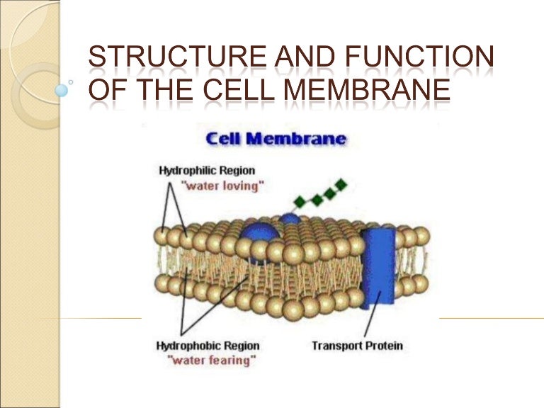 membrane structure and function