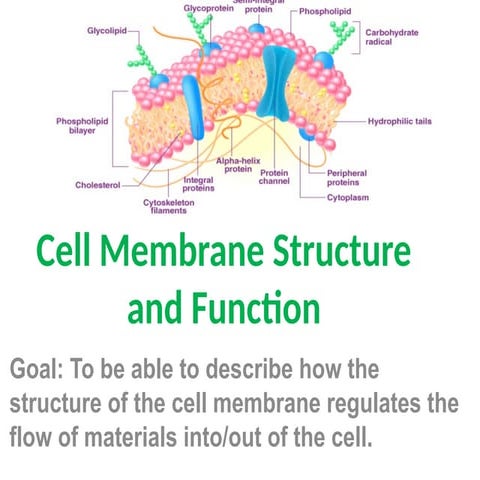 Cell Membranes noteUnit ! 6 Aug 2024.pptx