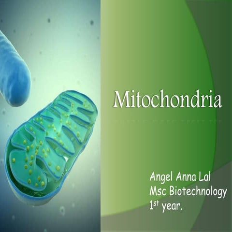 Cell mitochondria ppt