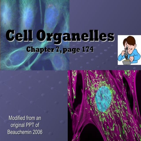 CELL ORGANELLES POWERPOINT PRESENTATION OKOKOK