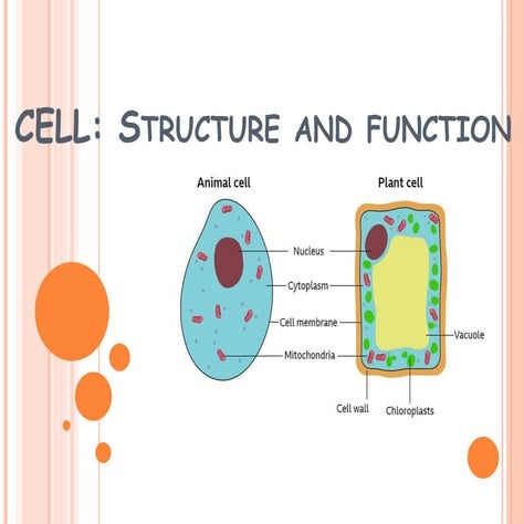 booooooooo dddddddCELL ORGANELLES 2.pptx
