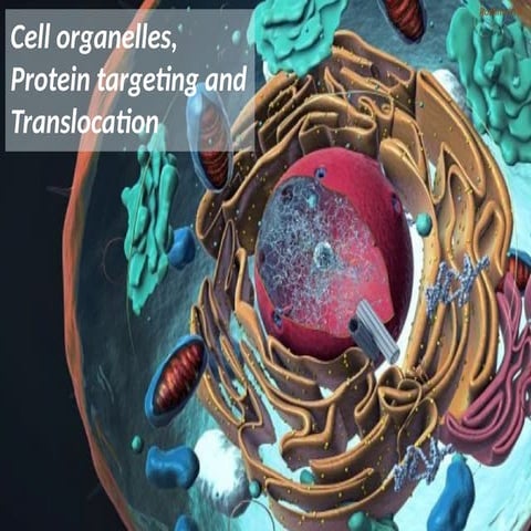 CELL ORGANELLES AND PROTEIN TARGETING.pptx