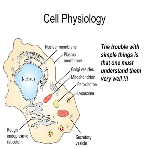 Cell physiology