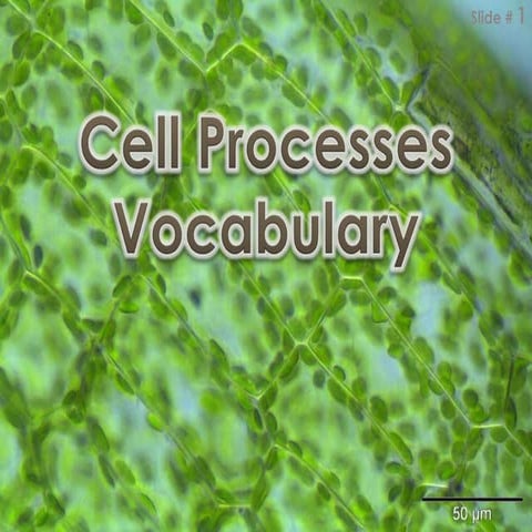 Cell processes vocabulary fall 2015.2