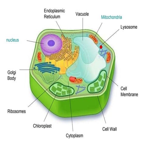 Cell project example