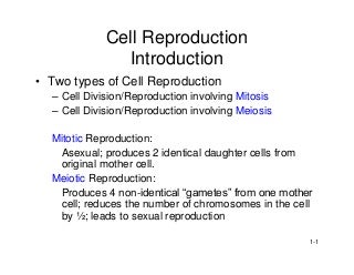 What is mitosis used for picture