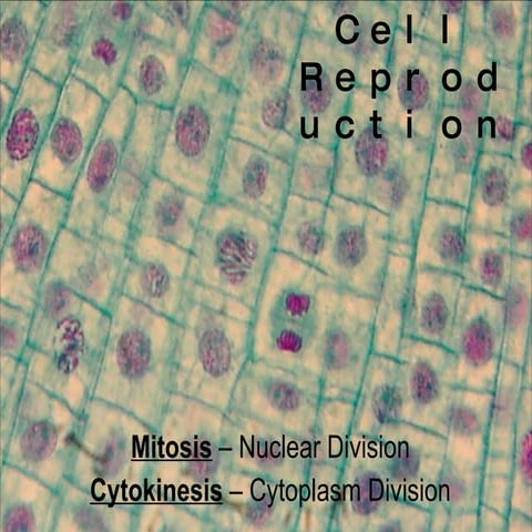 Cell Reproduction