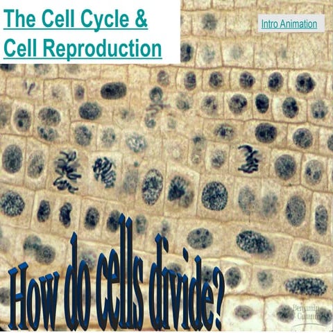 Comprehensive Overview of the Cell Cycle and Mitosis Process | PPT
