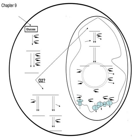 Cellular Respiration