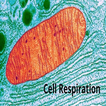 Cell Respiration 2023 AP BIOLOGY CHAP 4A