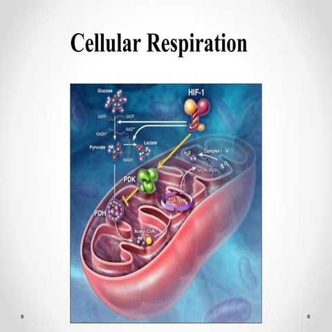 Cell respiration 