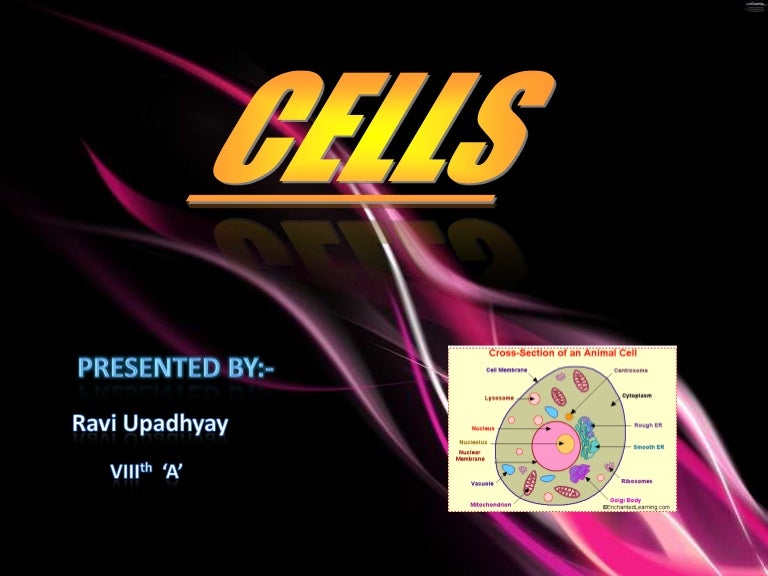 Cells