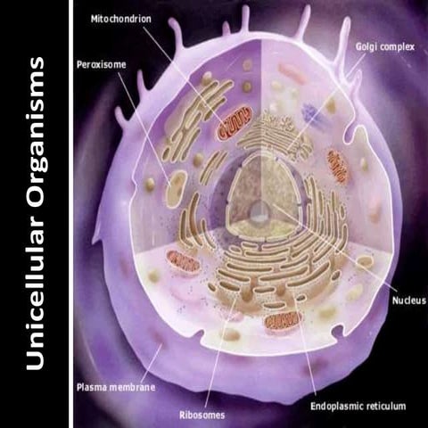 Unicellular and mulitcellular | PPTX