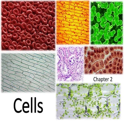 Cells