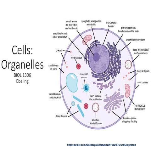 Cells   organelles pt 3