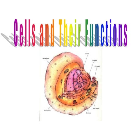 cells_and_their_functions_zitzmann_2017.ppt
