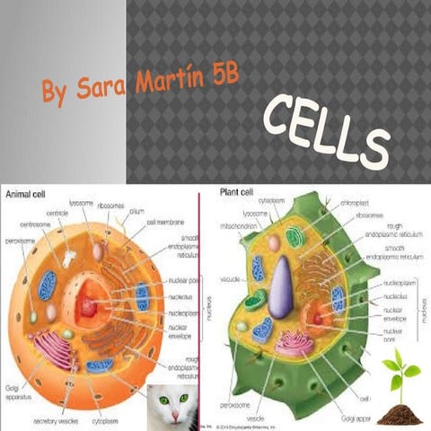 Cells by sara
