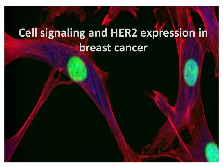 Cell signaling her2 expression in breast cancer