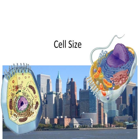 Cell size