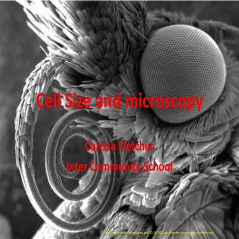 Cell size