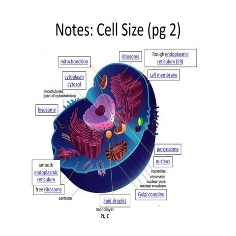 Cell size