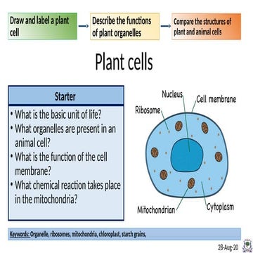 Cells lesson 2 Plants Cells and Funcction | PPTX