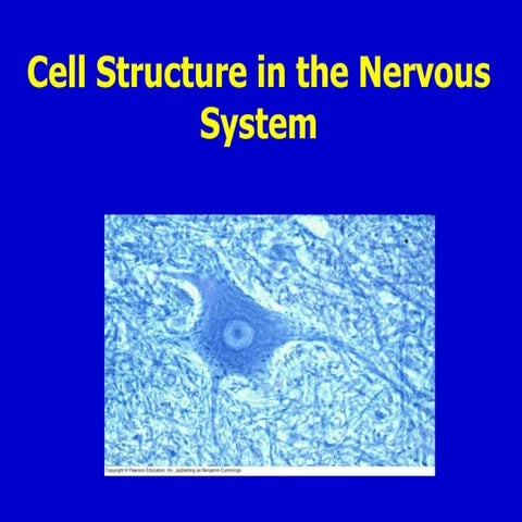 Cells of Nervous System