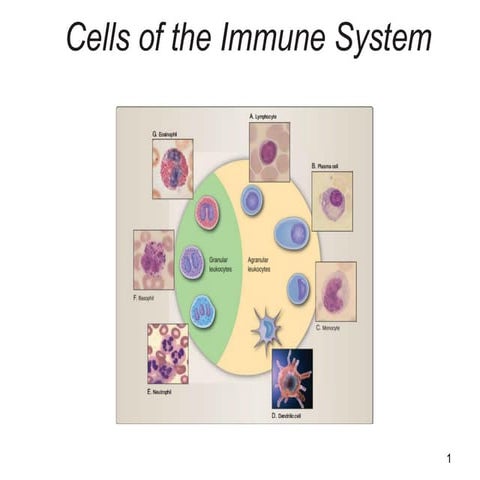 Cells and organs of the immune system | PPTX