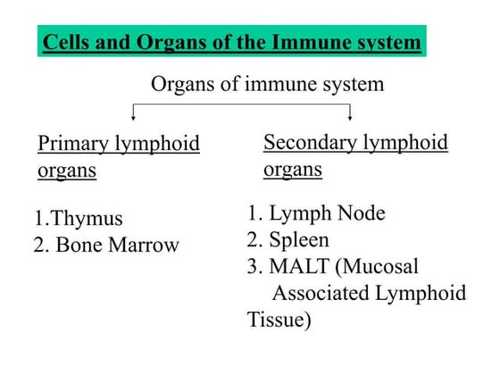 Overview of cells and organ of immune system | PPTX