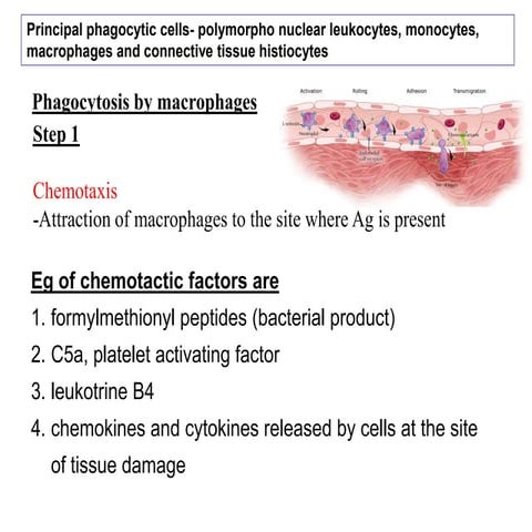 Cells  of the immune system 