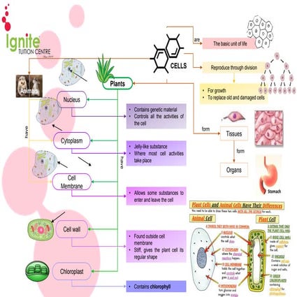 Cells presentation suitable for teachers to use in aiding students to ...