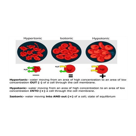 Cell states | PDF