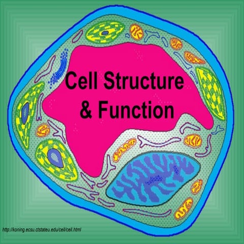 Cell Structure And Function In Plant And Animal Cell Ppt