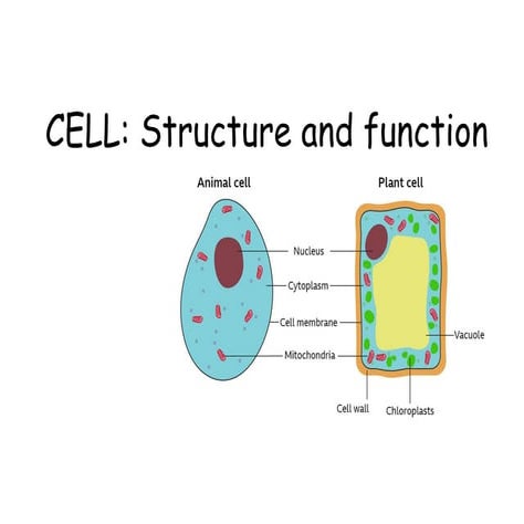 cell structure function.pptx............