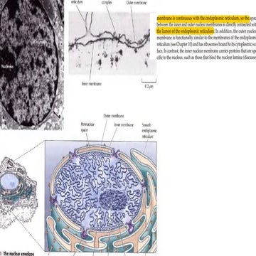 Cell Structures bsc biotechnology ims bt | PPTX