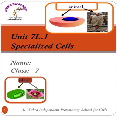 Cell summary