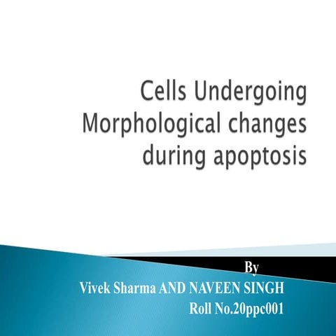 Cells undergoing morphological changes during apoptosis