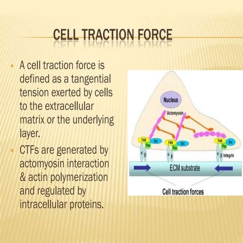 Cell traction force(1)