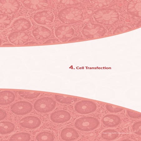 Cell Transfection | PDF | Biological Sciences | Science