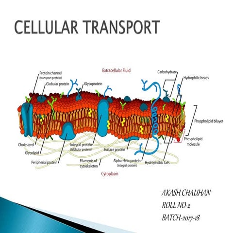 Cell transport