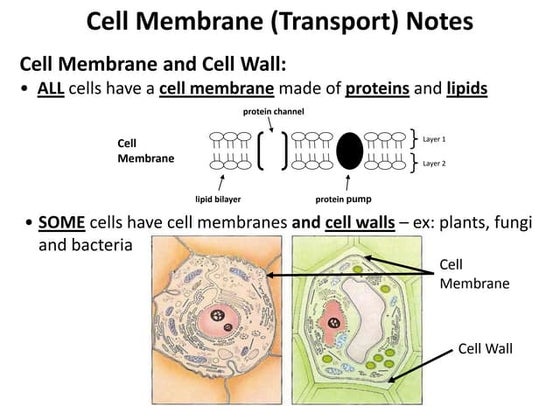 CELL TRANSPORTATION.pptx