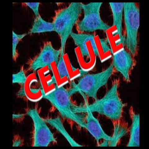 La cellula | PPT