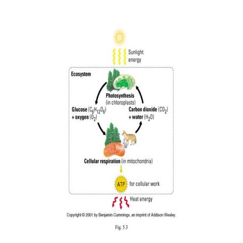 Cellular Respiration
