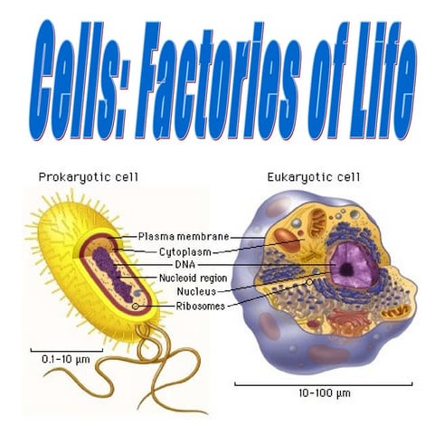 Cellular Structures and Their Functions