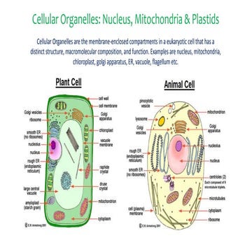 Cellular organelles nucleus, mitochondria & plastids