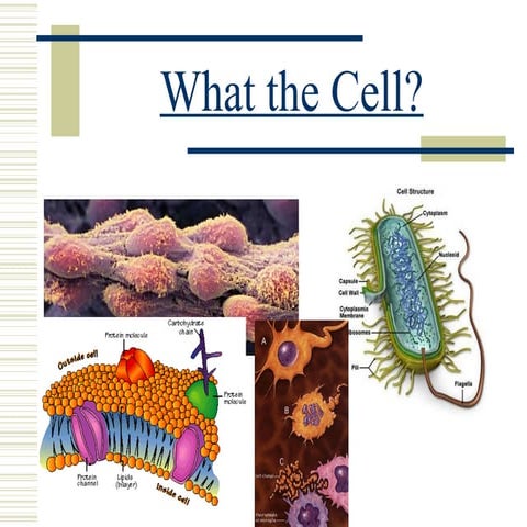 Cellular Presentation