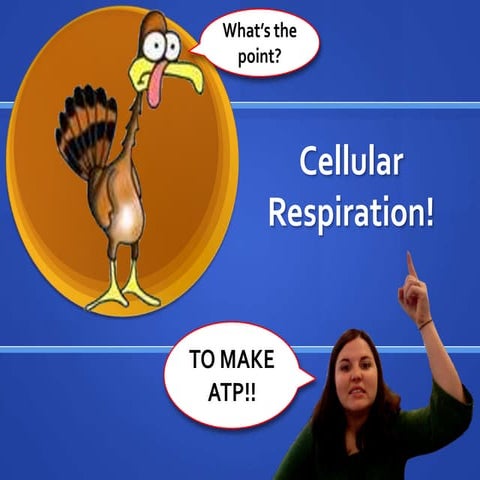 Cellular Respiration