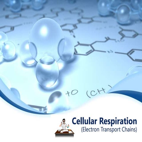 Cellular Respiration
