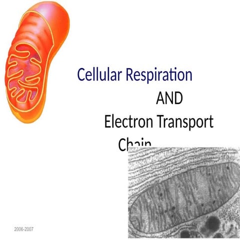 cellular respiration and mitochondria .ppt